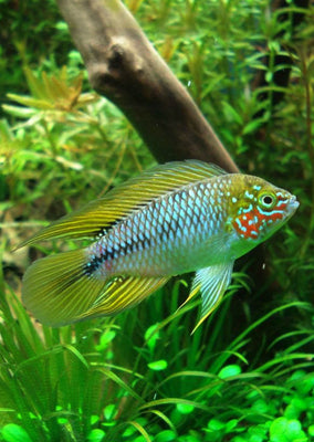 Apistogramma borelli ‘Opal’