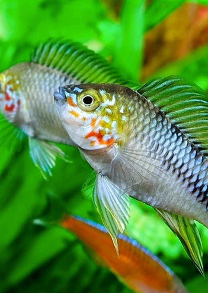 Apistogramma Borelli Opal Live Tropical Fish UAE Discus ae apistogramma-borelli-opal-live-tropical-fish-uae-discus-ae