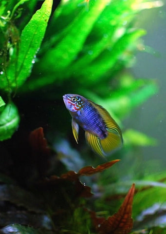 Apistogramma borelli ‘Opal’