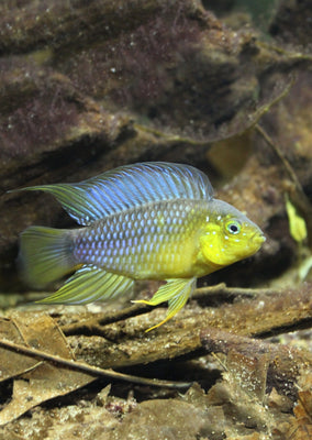 Apisto. Borelli Umbrella