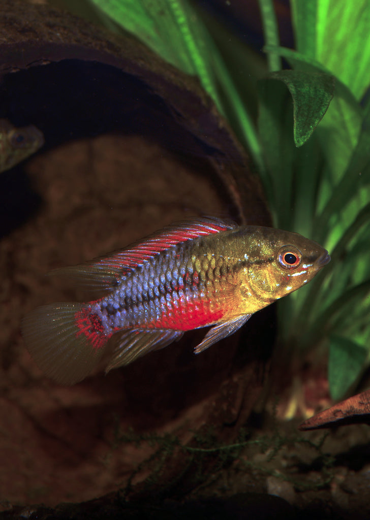 Apistogramma hongsloi