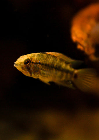 Apistogramma hongsloi