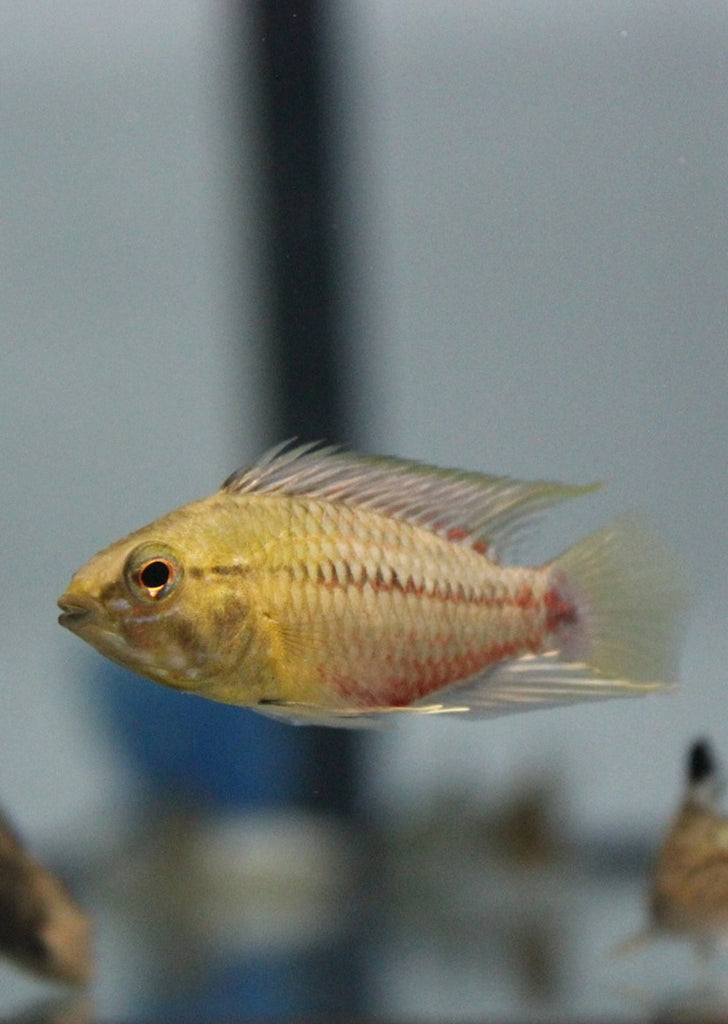 Apistogramma hongsloi