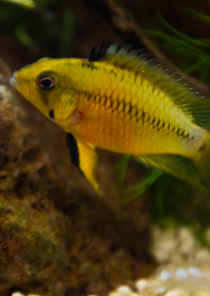 Apistogramma hongsloi