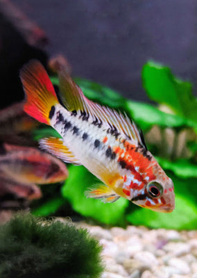 Apistogramma macmasteri