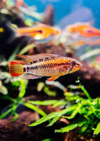 Apistogramma macmasteri