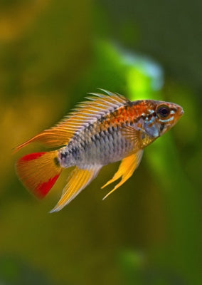Apistogramma viejita tropical fish from Discus.ae products online in Dubai and Abu Dhabi UAE