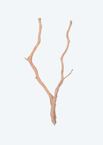 Azalea Wood XL Root