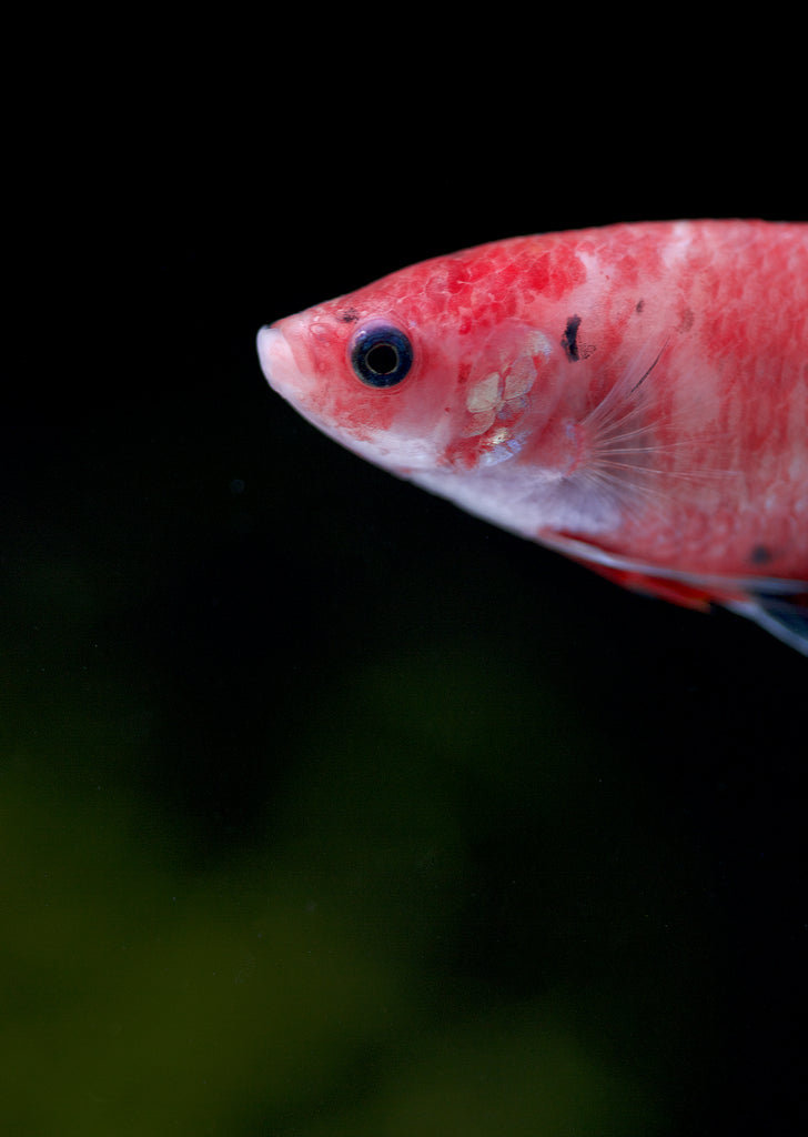 BETTA Koi Giant Female tropical fish from Discus.ae products online in Dubai and Abu Dhabi UAE