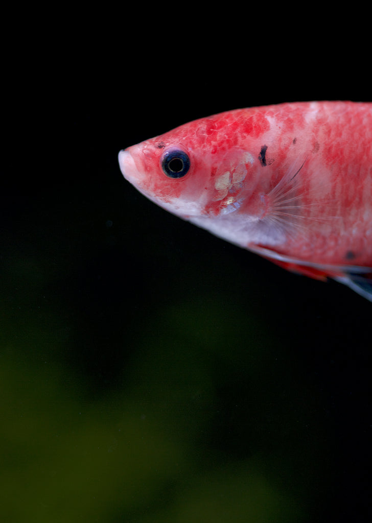 BETTA Koi Giant Female tropical fish from Discus.ae products online in Dubai and Abu Dhabi UAE