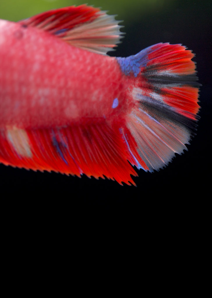 BETTA Koi Giant Female tropical fish from Discus.ae products online in Dubai and Abu Dhabi UAE
