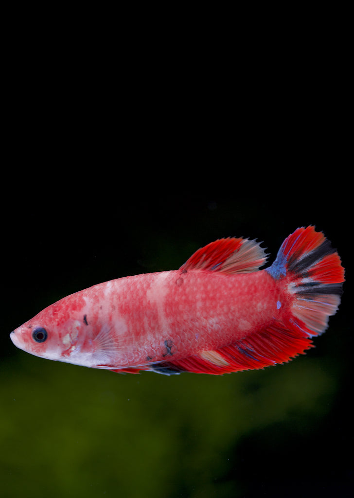 BETTA Koi Giant Female tropical fish from Discus.ae products online in Dubai and Abu Dhabi UAE
