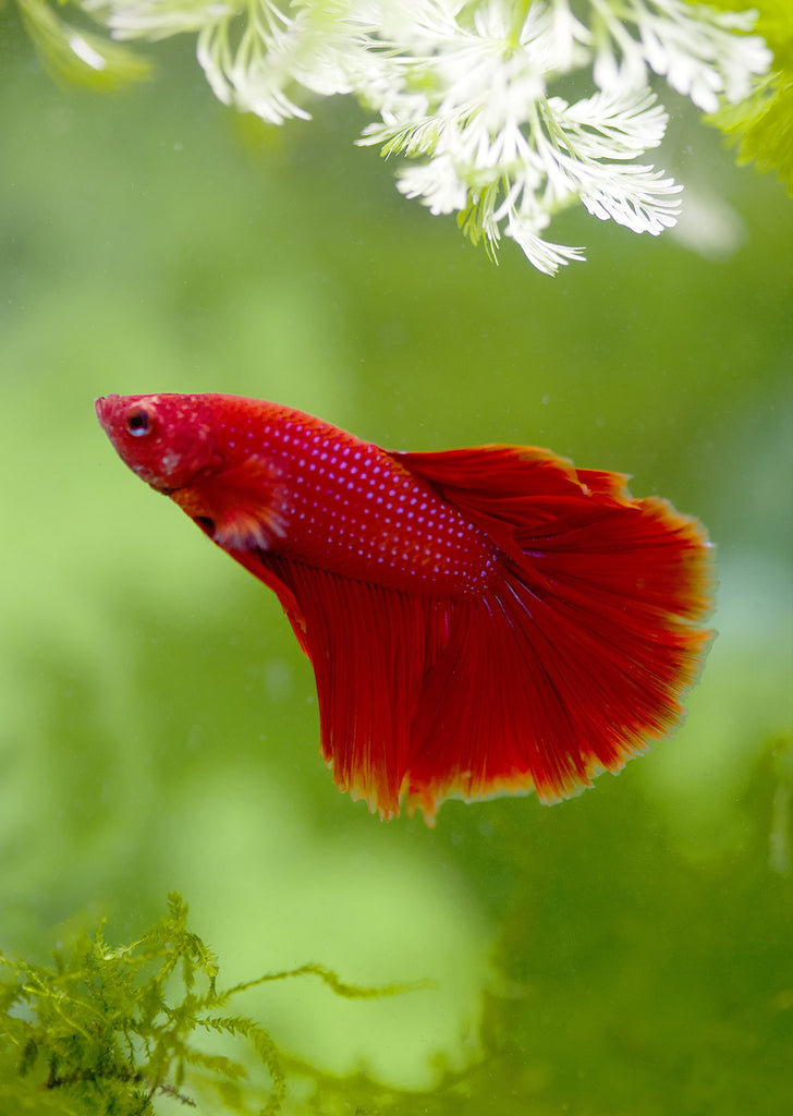 BETTA Red Halfmoon tropical fish from Discus.ae products online in Dubai and Abu Dhabi UAE