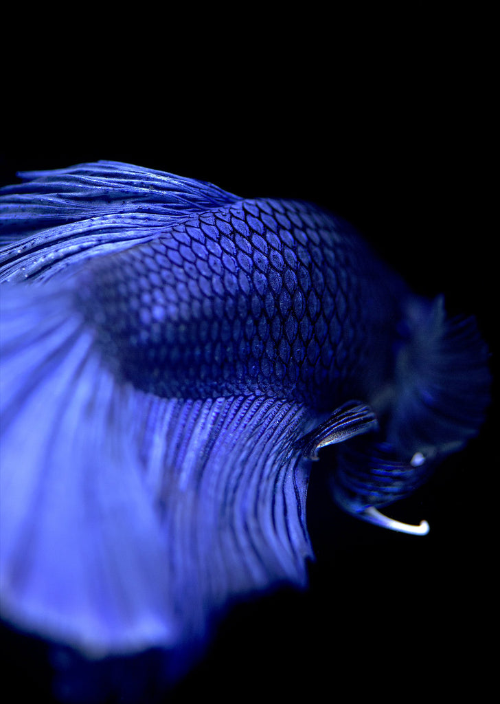 BETTA Blue Halfmoon tropical fish from Discus.ae products online in Dubai and Abu Dhabi UAE