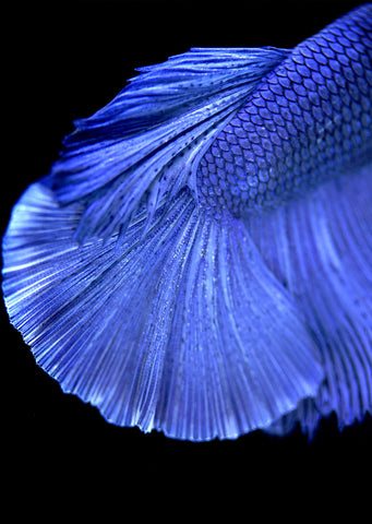 BETTA Blue Halfmoon