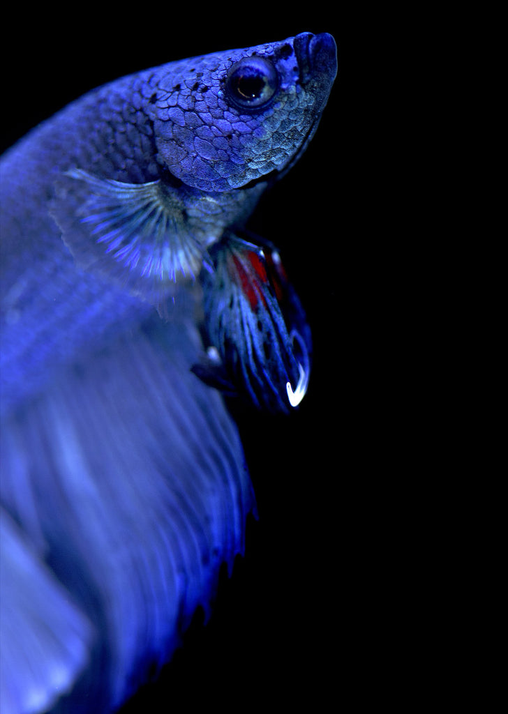 BETTA Blue Halfmoon tropical fish from Discus.ae products online in Dubai and Abu Dhabi UAE