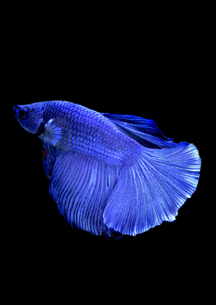 BETTA Blue Halfmoon tropical fish from Discus.ae products online in Dubai and Abu Dhabi UAE