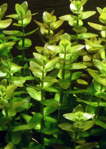 Bacopa 'caroliniana'