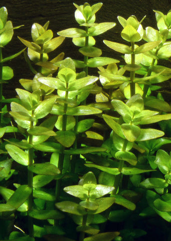 Bacopa caroliniana