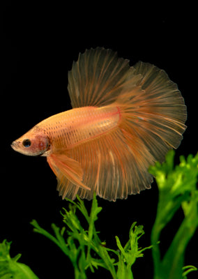 BETTA Yellow Banana Halfmoon