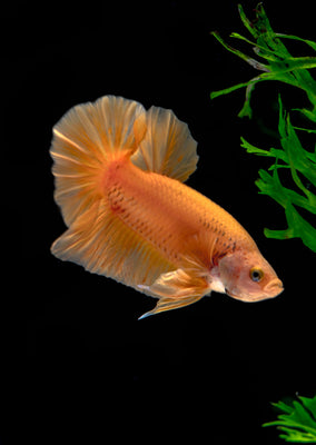 BETTA Yellow Banana Plakat