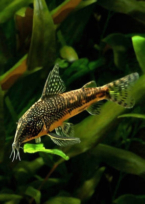 Corydoras Banded