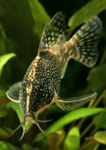 Corydoras Banded