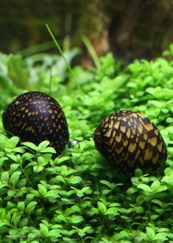 Batik Snail tropical fish from Discus.ae products online in Dubai and Abu Dhabi UAE