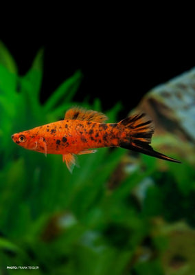 Berlin Swordtail