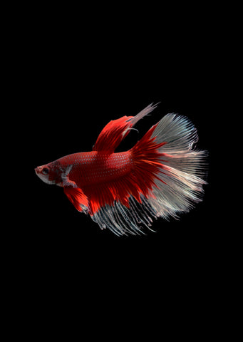 BETTA Red Butterfly Halfmoon