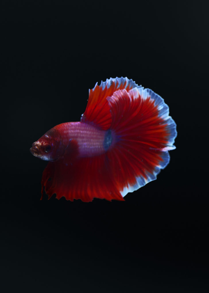 BETTA Magenta Butterfly Halfmoon tropical fish from Discus.ae products online in Dubai and Abu Dhabi UAE