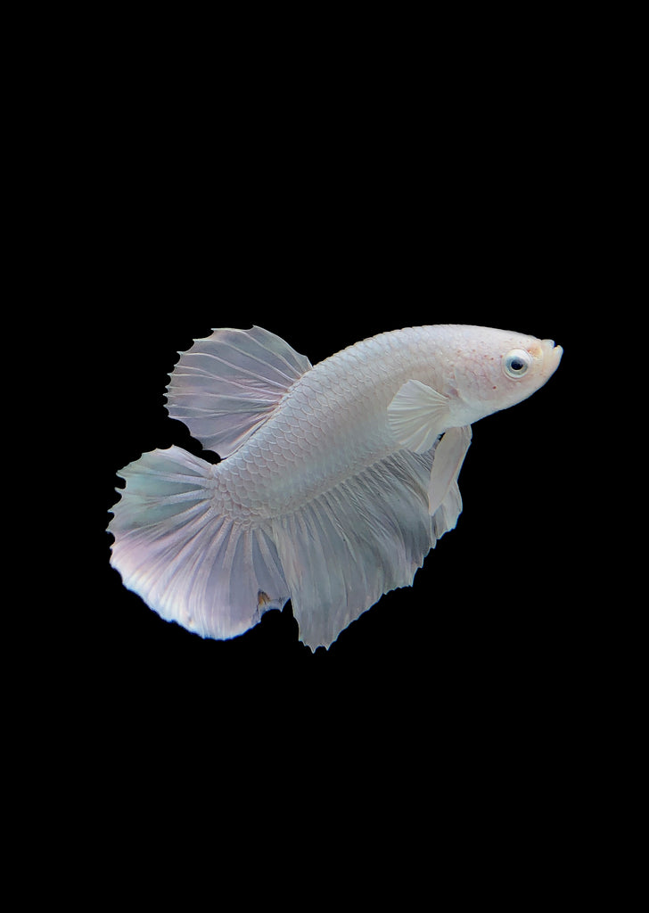 BETTA Platinum Plakat tropical fish from Discus.ae products online in Dubai and Abu Dhabi UAE