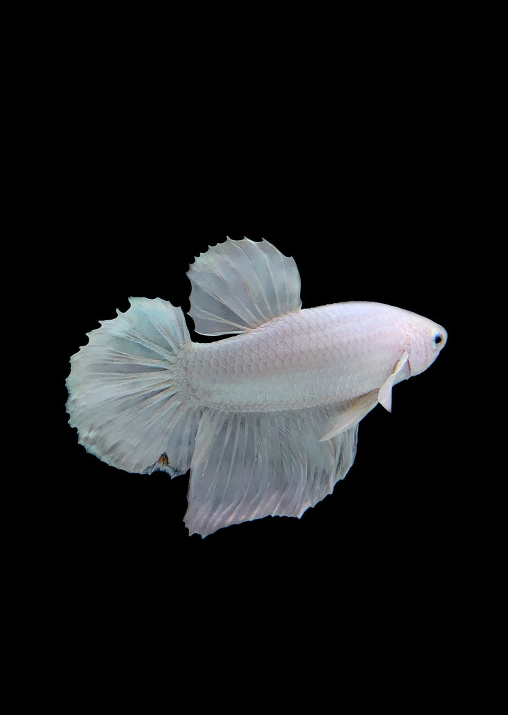 BETTA Platinum Plakat tropical fish from Discus.ae products online in Dubai and Abu Dhabi UAE
