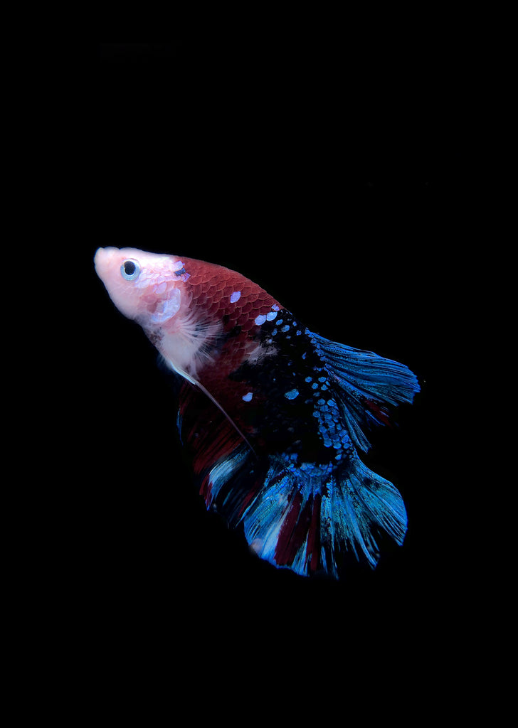 BETTA Koi 'Giant' Galaxy tropical fish from Discus.ae products online in Dubai and Abu Dhabi UAE