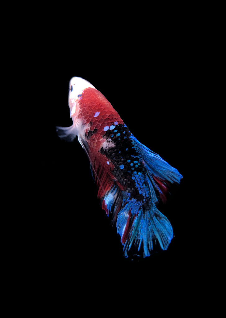 BETTA Koi 'Giant' Galaxy tropical fish from Discus.ae products online in Dubai and Abu Dhabi UAE
