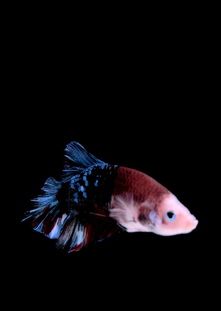 BETTA Koi 'Giant' Galaxy tropical fish from Discus.ae products online in Dubai and Abu Dhabi UAE