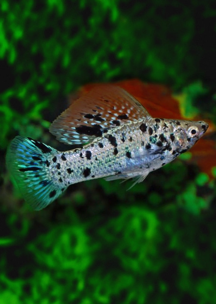 Sailfin Calico Molly (Pair) tropical fish from Discus.ae products online in Dubai and Abu Dhabi UAE