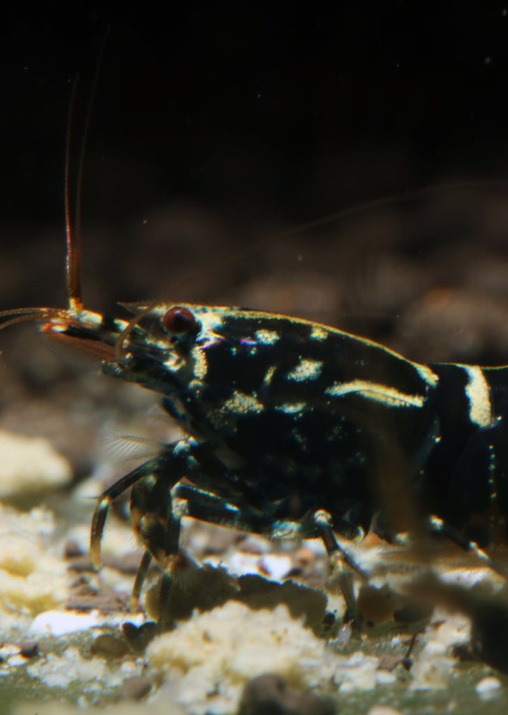 Black Galaxy Fishbone