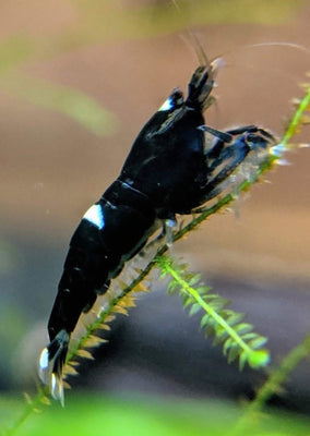 Black King Kong (Mixed Patterns) tropical fish from Heya Aquatics products online in Dubai and Abu Dhabi UAE