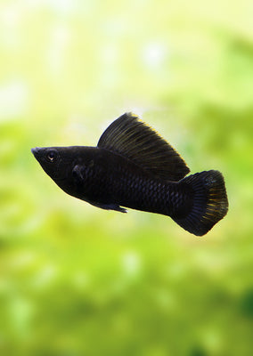 Sailfin Black Molly (Pair) tropical fish from Discus.ae products online in Dubai and Abu Dhabi UAE