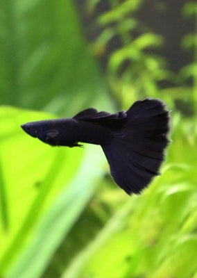 Black Moscow Guppy