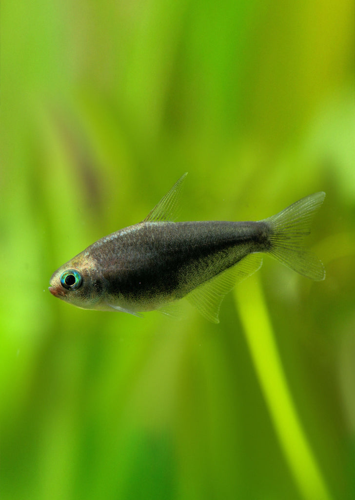 Black Emperor Tetra tropical fish from Discus.ae products online in Dubai and Abu Dhabi UAE