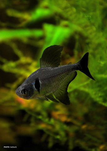 Black Phantom Tetra tropical fish from Discus.ae products online in Dubai and Abu Dhabi UAE