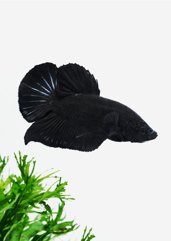 BETTA Black Plakat