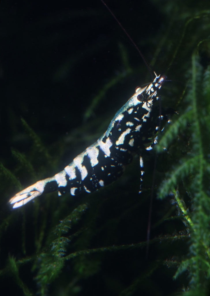 Black Snowflake