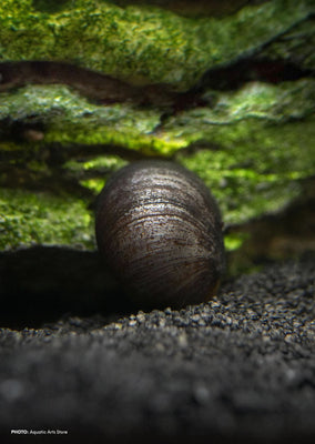 Black Helmet Snail tropical fish from Discus.ae products online in Dubai and Abu Dhabi UAE