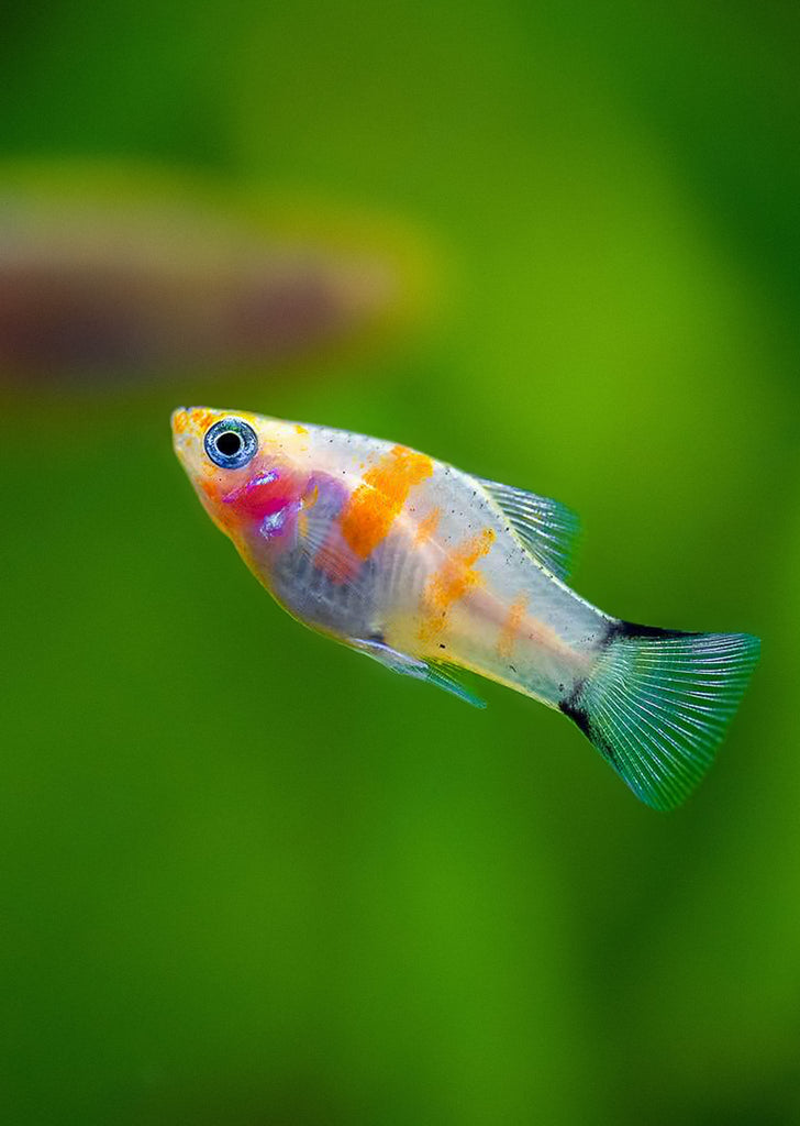 Bleeding-Heart Platy