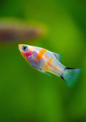 Bleeding-Heart Platy