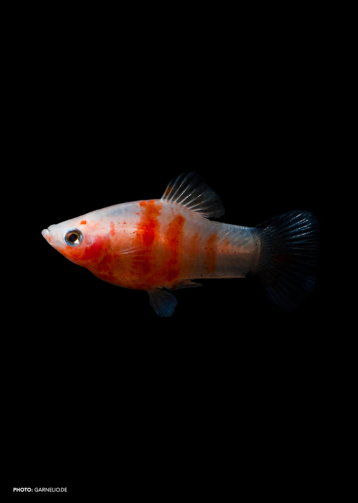 Bleeding-Heart Platy