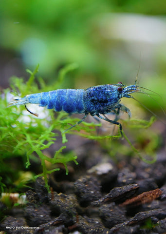 Extreme Blue Bolt Shrimp tropical fish from Heya Aquatics products online in Dubai and Abu Dhabi UAE